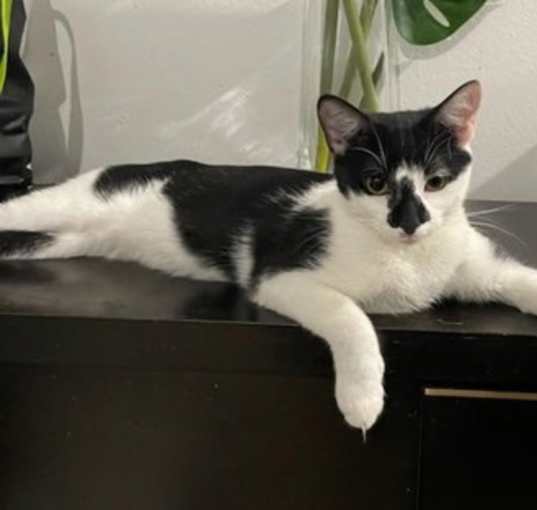 Photo of Orio