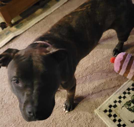 Photo of Willow