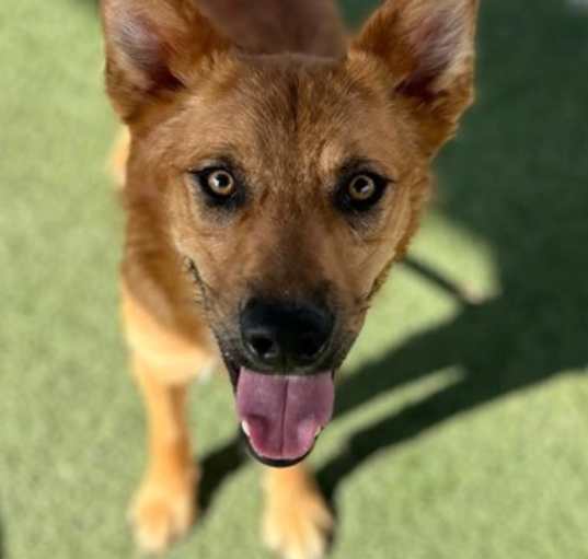 Photo of Archie