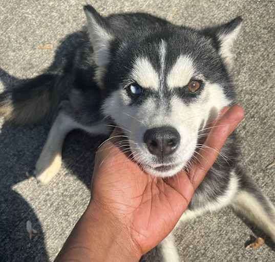 Photo of Thor