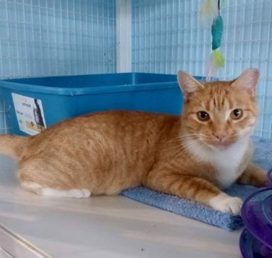Photo of Pumpkin Pie