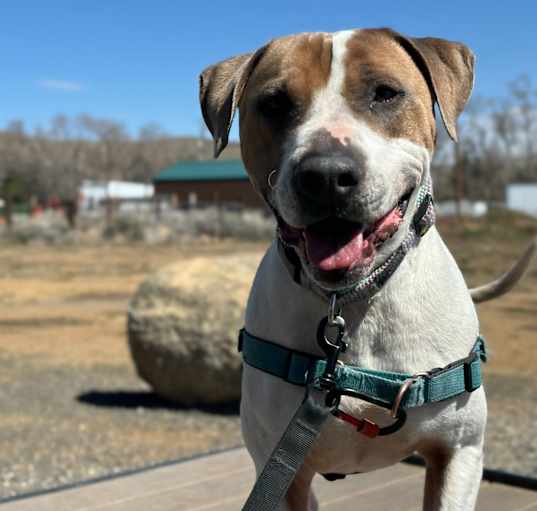 Photo of Jasper