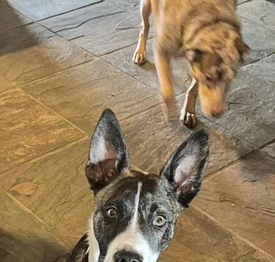 Photo of Blaze