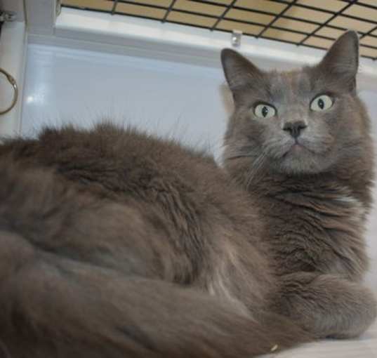 Photo of Rosie Kitty