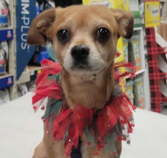 Photo of Luna-Pending!