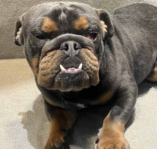 Photo of Otis