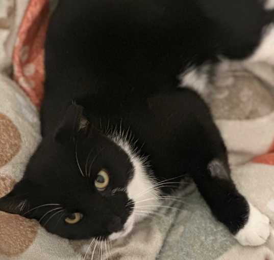 Photo of Panther