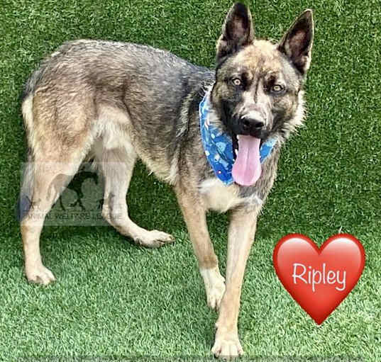 Photo of RIPLEY