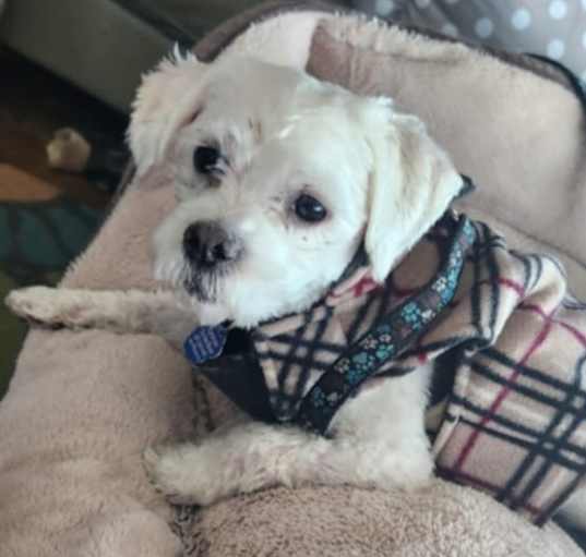 Photo of Blue