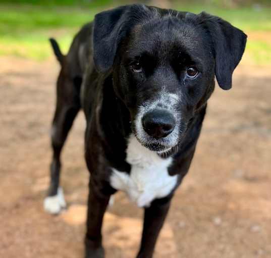 Photo of Rosie