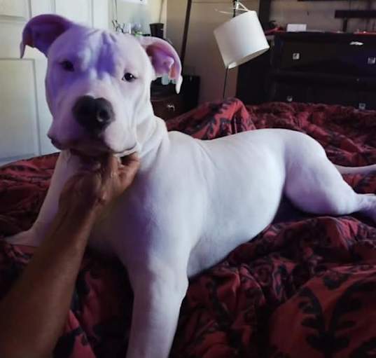 Photo of BANDIT