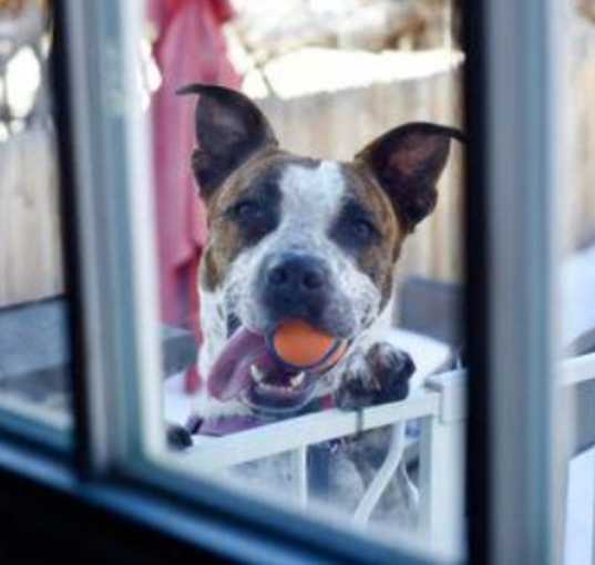 Photo of Stix (Courtesy)