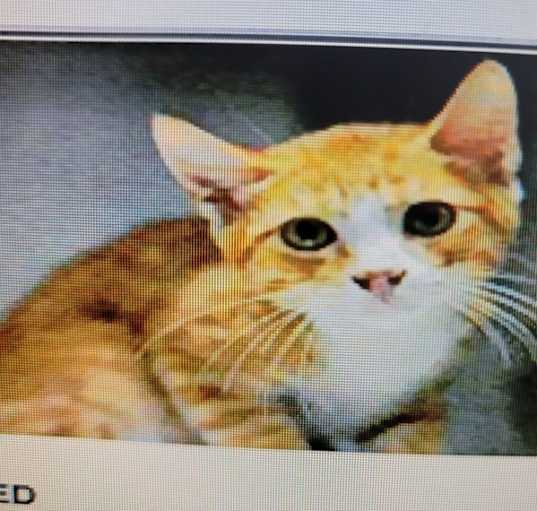 Photo of Golden