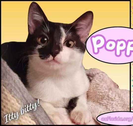 Photo of Poppy