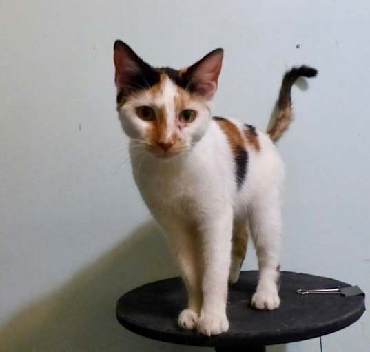 Photo of LUCIA