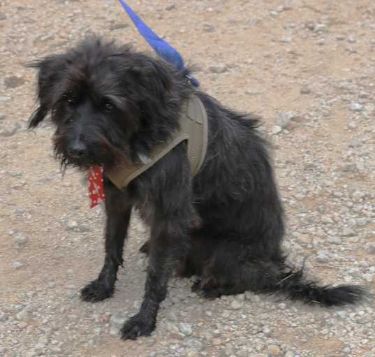 Photo of Boscoe