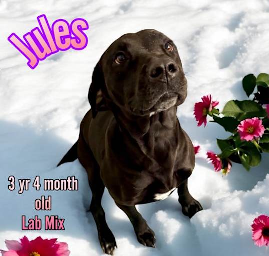 Photo of Jules