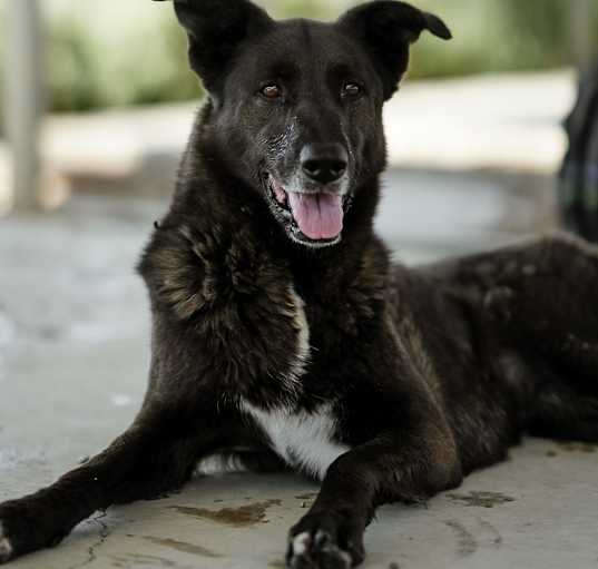 Photo of Salem