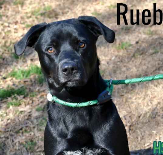 Photo of Rueben