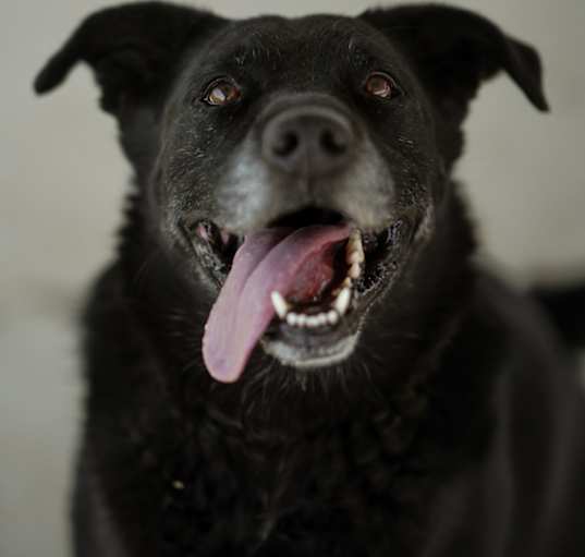Photo of Sharky