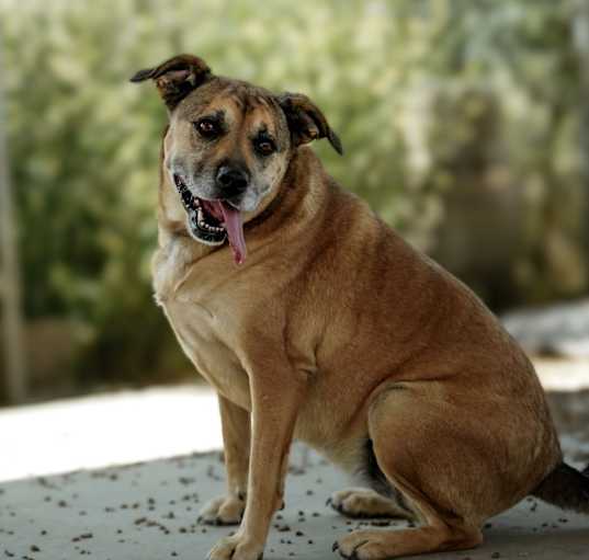 Photo of Dakota