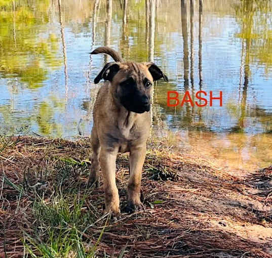 Photo of Bash