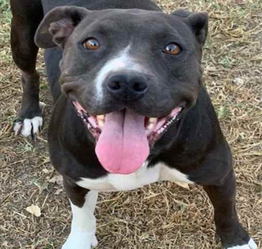 Photo of Dog