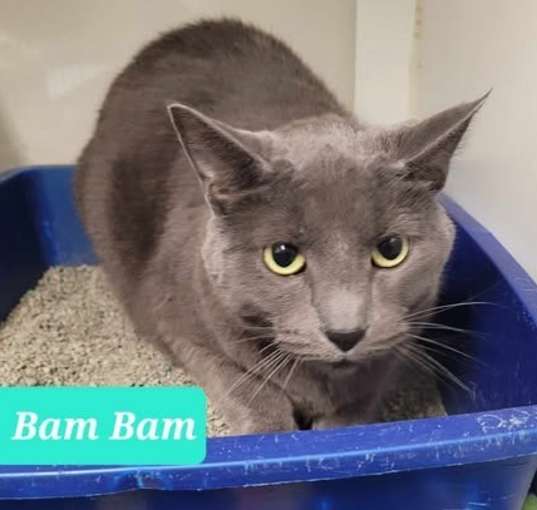 Photo of Bam Bam