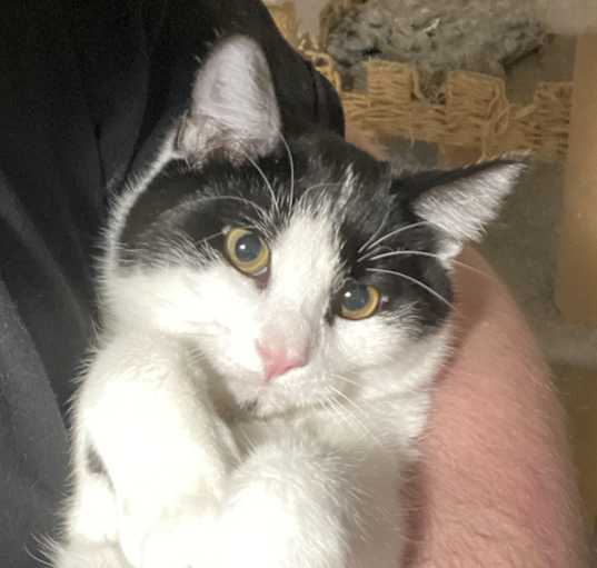 Photo of Rosie