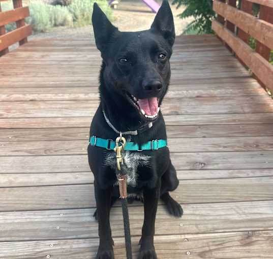 Photo of Zola