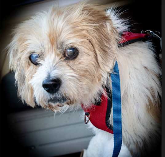 Photo of Opie (NJ) FRIENDLY!