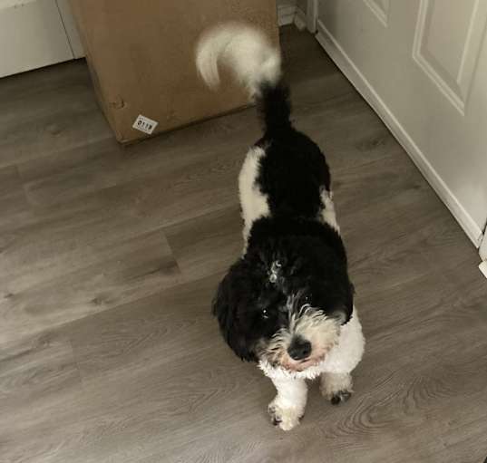 Photo of Chip