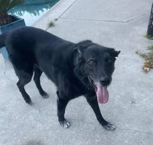 Photo of BLACKIE-URGENT-BY CHRISTMAS!