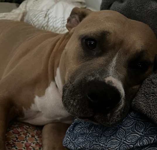 Photo of Canela