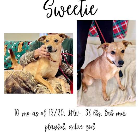 Photo of Sweetie