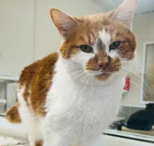 Photo of Twinkie