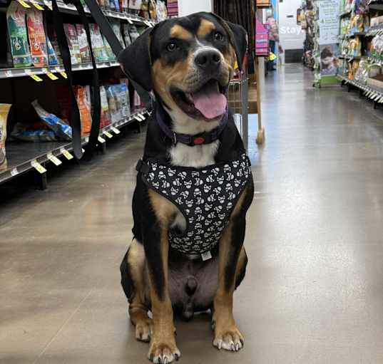 Photo of Pongo