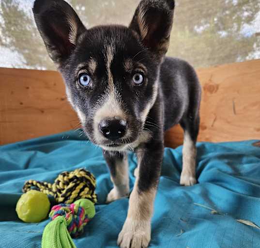 Photo of Kai