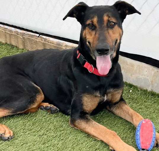 Photo of Hermey 3338