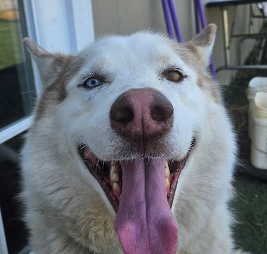 Photo of Lobo