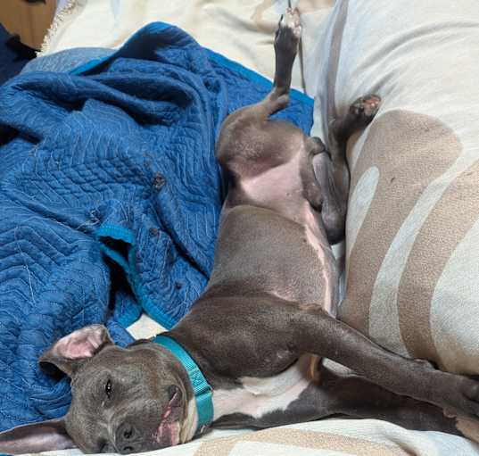 Photo of SWEET RomeoBlue dogsocial