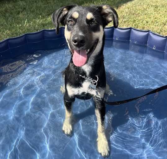 Photo of Indi