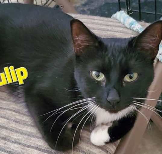 Photo of Tulip