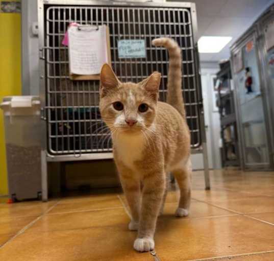 Photo of Wonder Boy