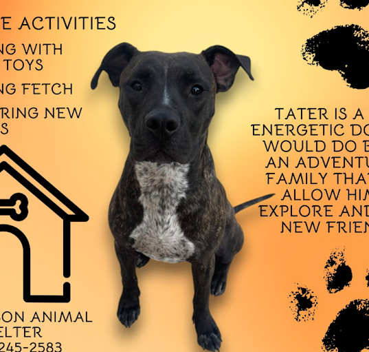 Photo of Tater
