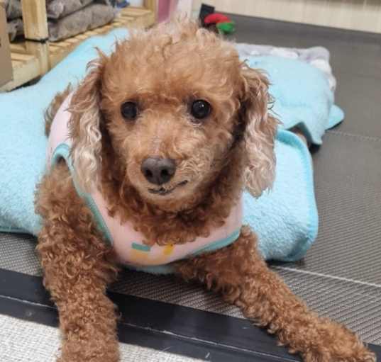 Red poodle adoption cheap