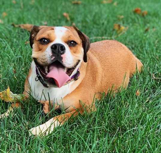 Photo of Gracie