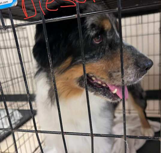 Photo of Diesel