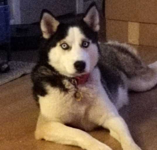 Photo of Koda