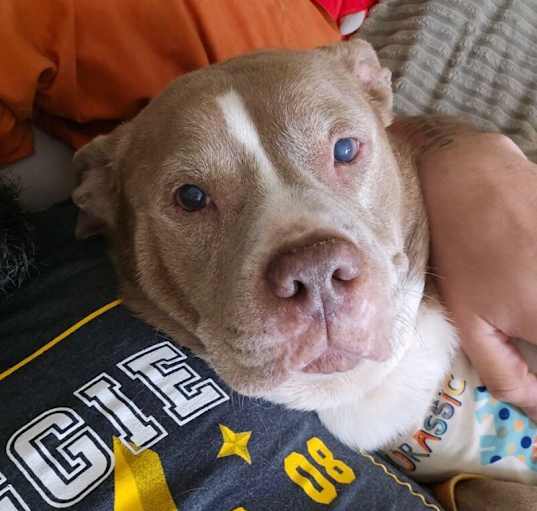 Photo of CRYSTAL NOEL - SEEKING OLDER ADOPTER